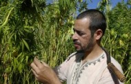 Morocco considers legalising marijuana cultivation