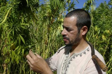 Morocco considers legalising marijuana cultivation