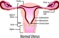 Next frontier in transplants: The uterus