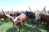 Farmers-herdsmen rifts: CISLAC calls for appropriate investigation