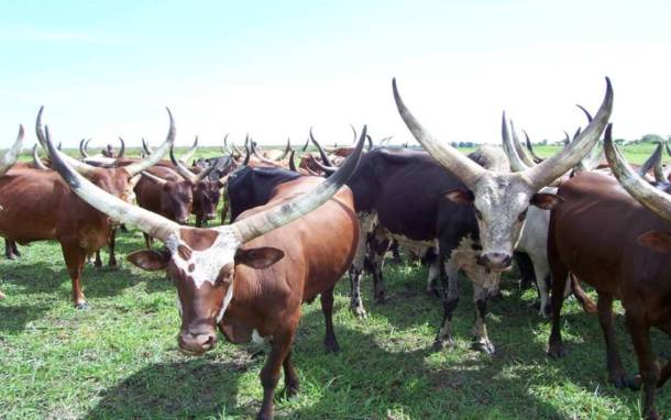 Farmers-herdsmen rifts: CISLAC calls for appropriate investigation