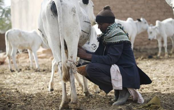 In praise of Nigerian cattle herders