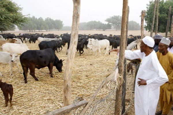 FG and proposed cattle colonies in Nigeria