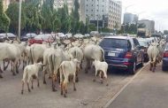 Nigeria and the Cow Problem: Another Letter to President Buhari