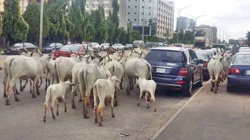 Nigeria and the Cow Problem: Another Letter to President Buhari